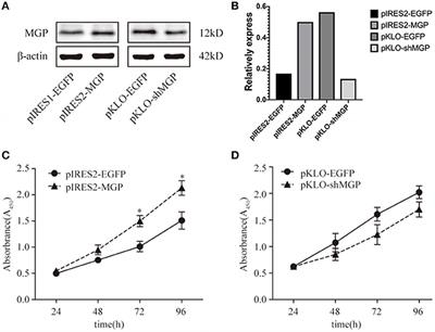 Matrix Gla Protein Promotes the Bone Formation by Up-Regulating Wnt/β-Catenin Signaling Pathway